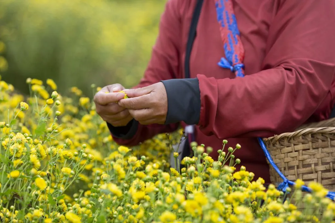 farmers-harvesting-chrysanthemum